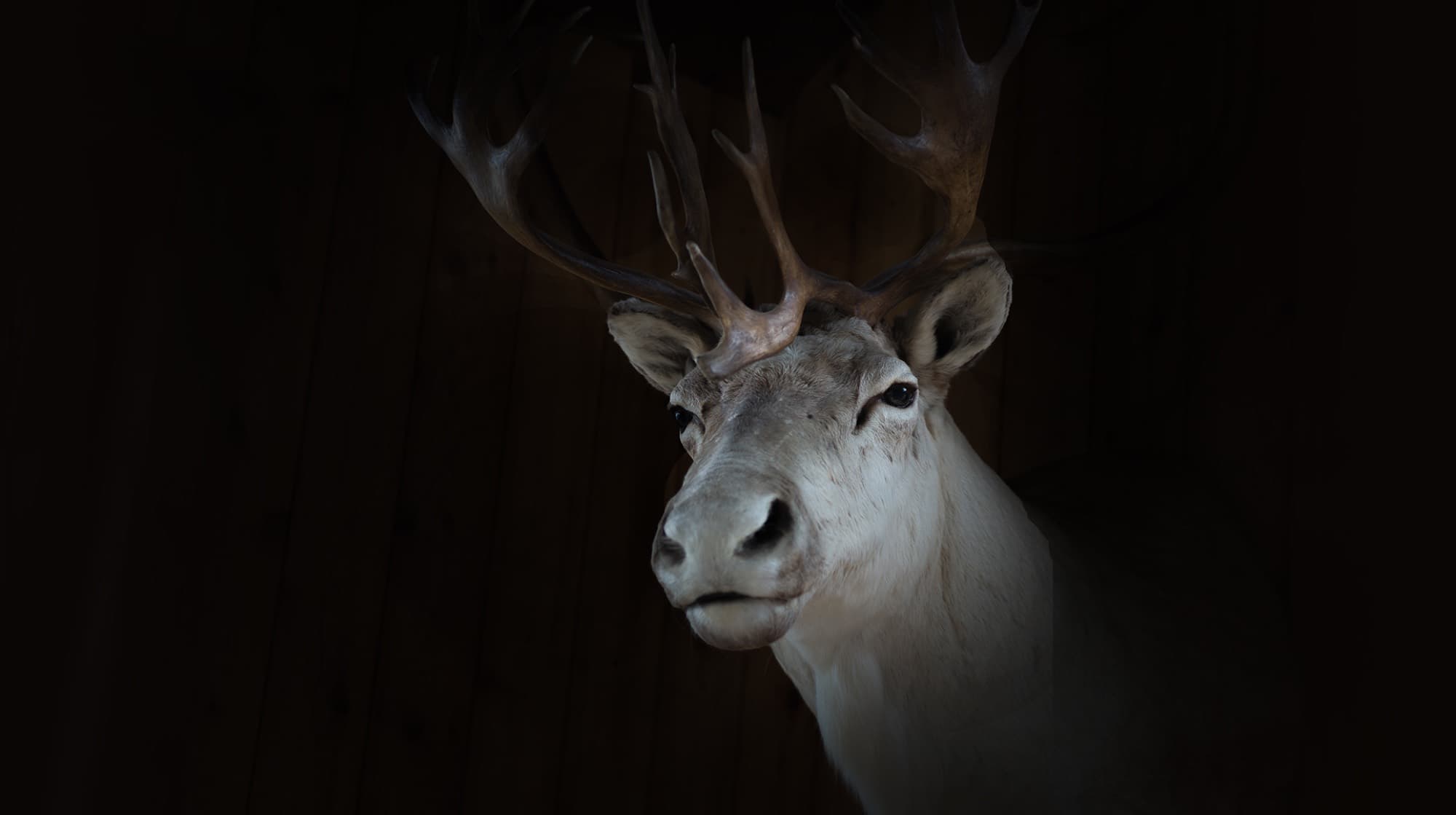A mounted caribou head on the cedar wall of the living room